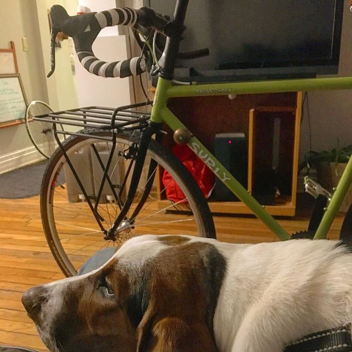 A basset hound lays on a wood floor with a green Surly bike in front of a TV