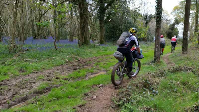 Rear view of cyclists riding down a dirt trail with trees and blue flowers on their left in the background