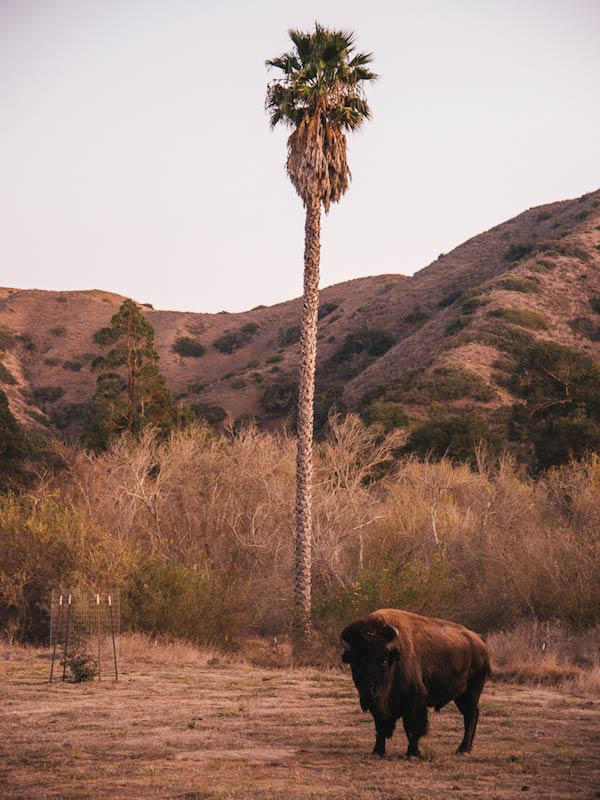 Front view of a bison standing on a brown pasture with a palm tree, thick brush and hills in the background