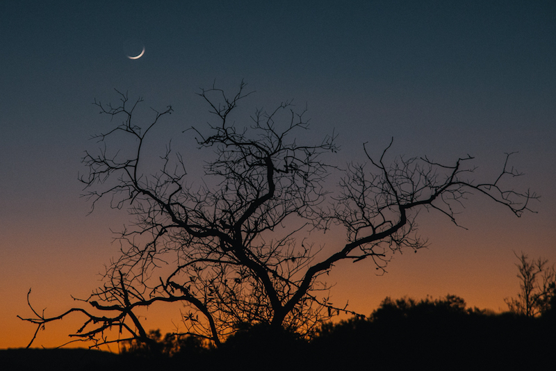 A wide, leafless tree with a setting sun in the horizon and a fingernail moon in a clear sky