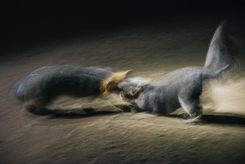 Blurry side view of 2 miniature gray foxes facing each on sand at night