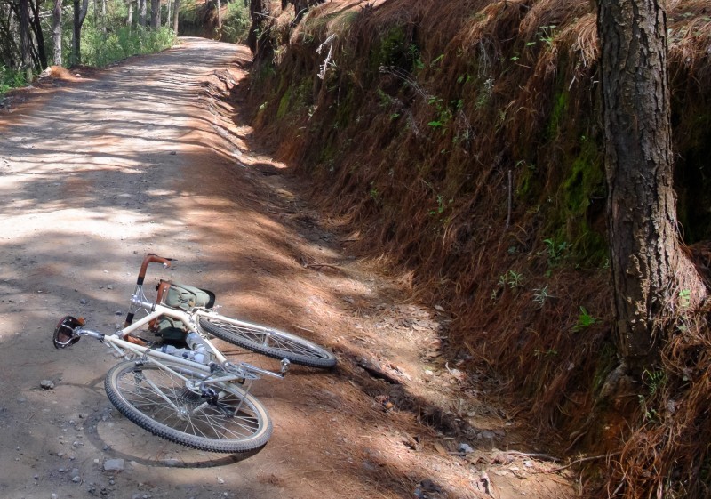 Rear view of a bike laying on it's left side, facing down a dirt road in a forest