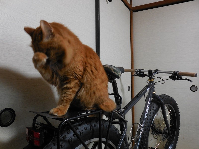 Rear, right side view of a black Surly Pugsley bike, with a cat on the rear rack, in a small room
