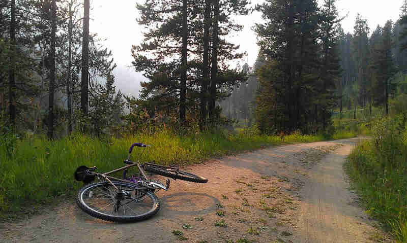 Rear view of a bike laying on it's side, on a dirt road, in a forest