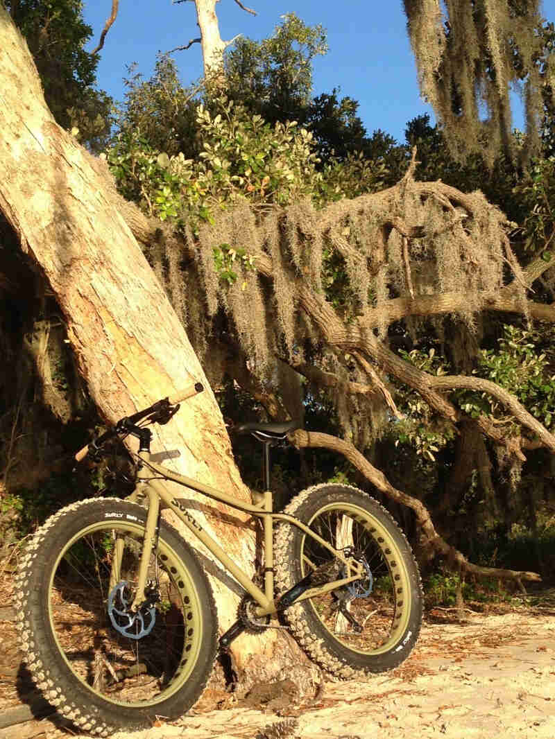 Left side view of a tan Surly Pugsley fat bike, parked on sand, leaning on a tree with Spanish moss hanging from it