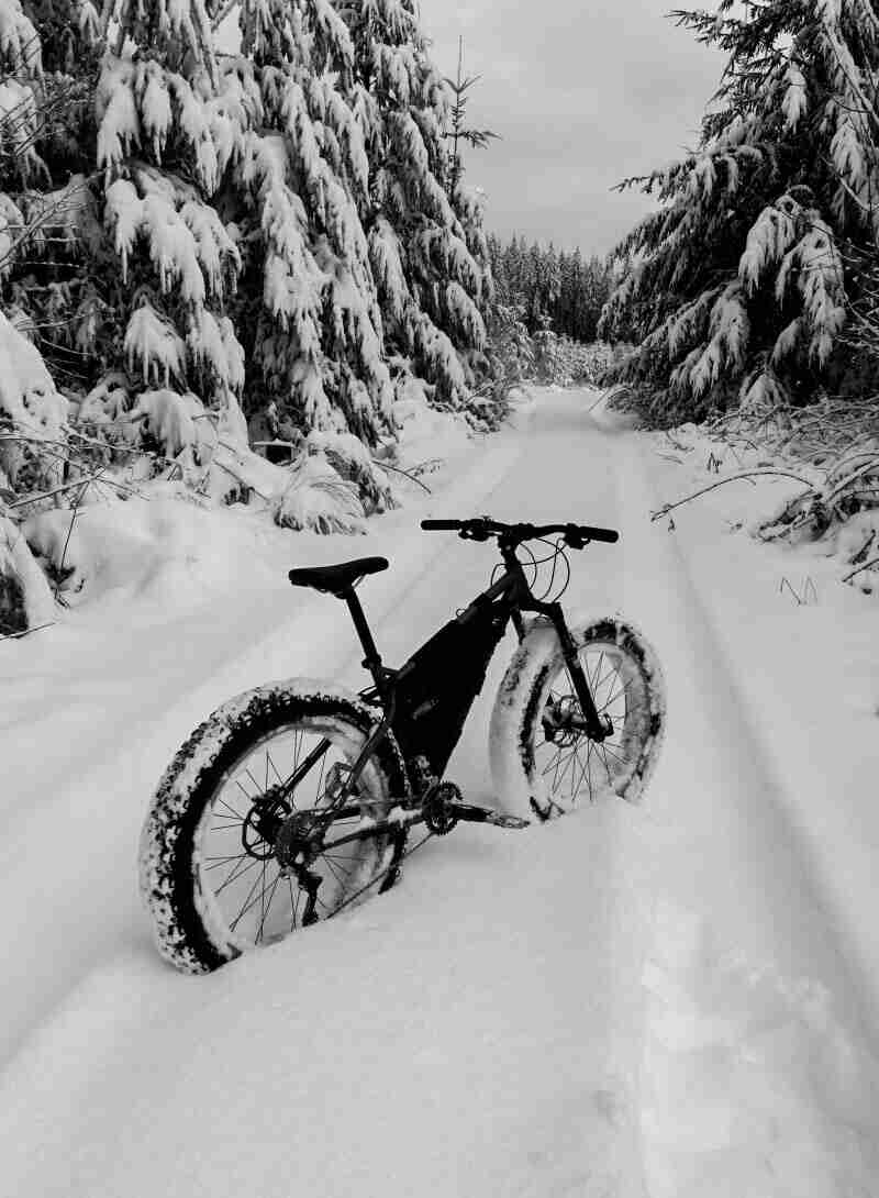 Rear, right side view of a Surly fat bike, facing down a deep, snow covered trail with pine trees on both sides
