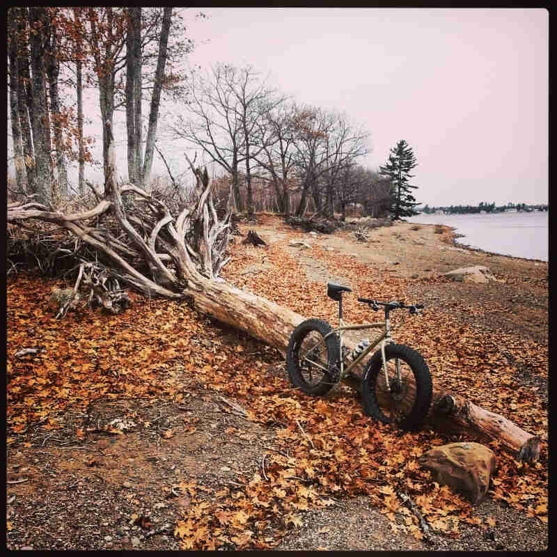 Front, right side view of a tan Surly fat bike, parked on leaves, along the side of a downed tree on a lakeshore