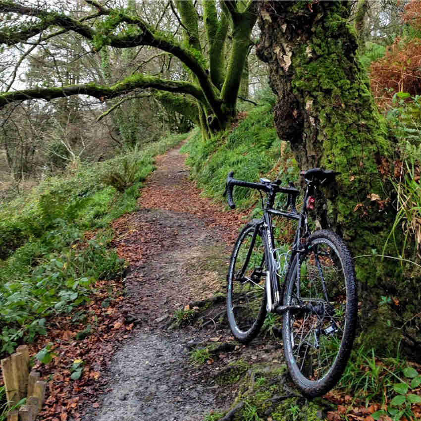 Rear, left side view of a black Surly bike on a rocky trail, parked against a tree in the forest