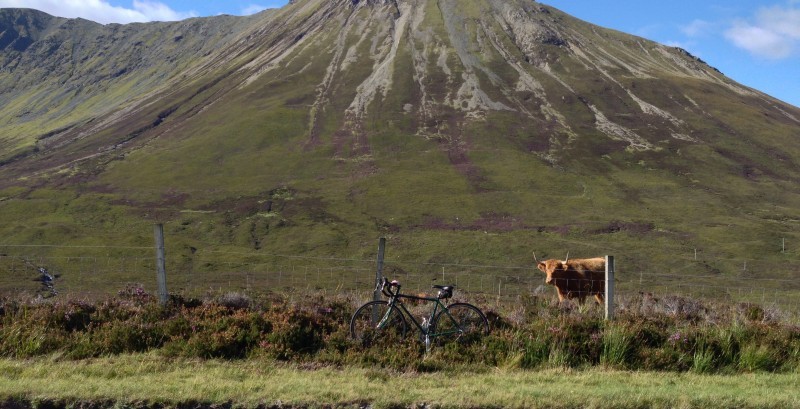Left side view of a Surly bike, parked in brush along a wire fence with a cow behind it, and a mountain in background