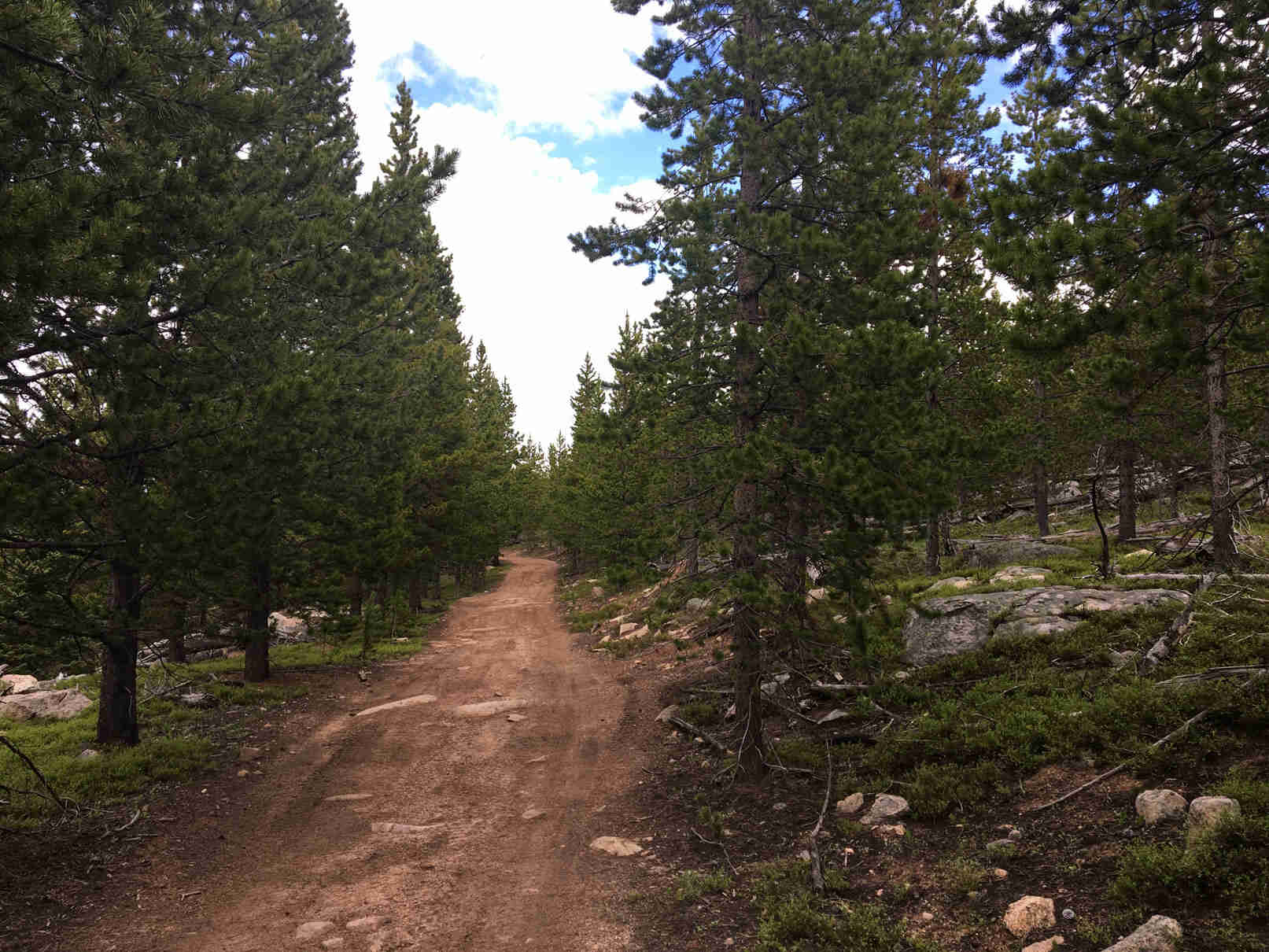 View down a dirt trail between pine trees