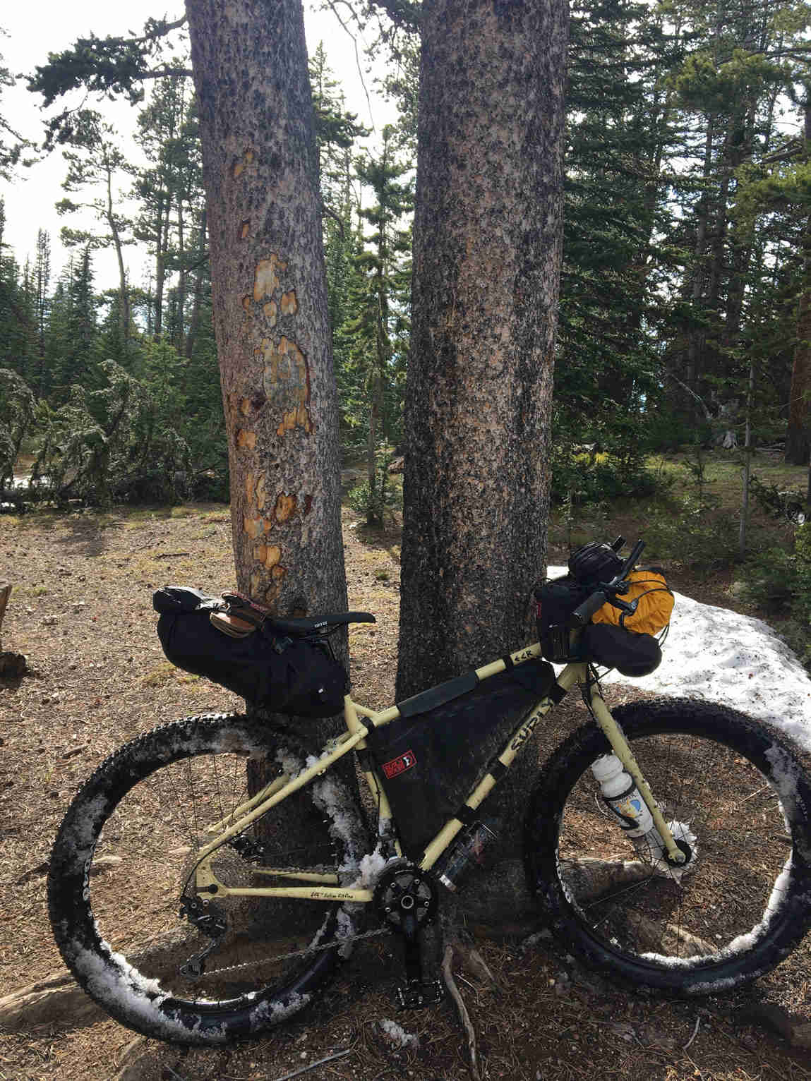Right view of a Surly ECR bike, full of gear, leaning on 2 trees, with the forest in the background