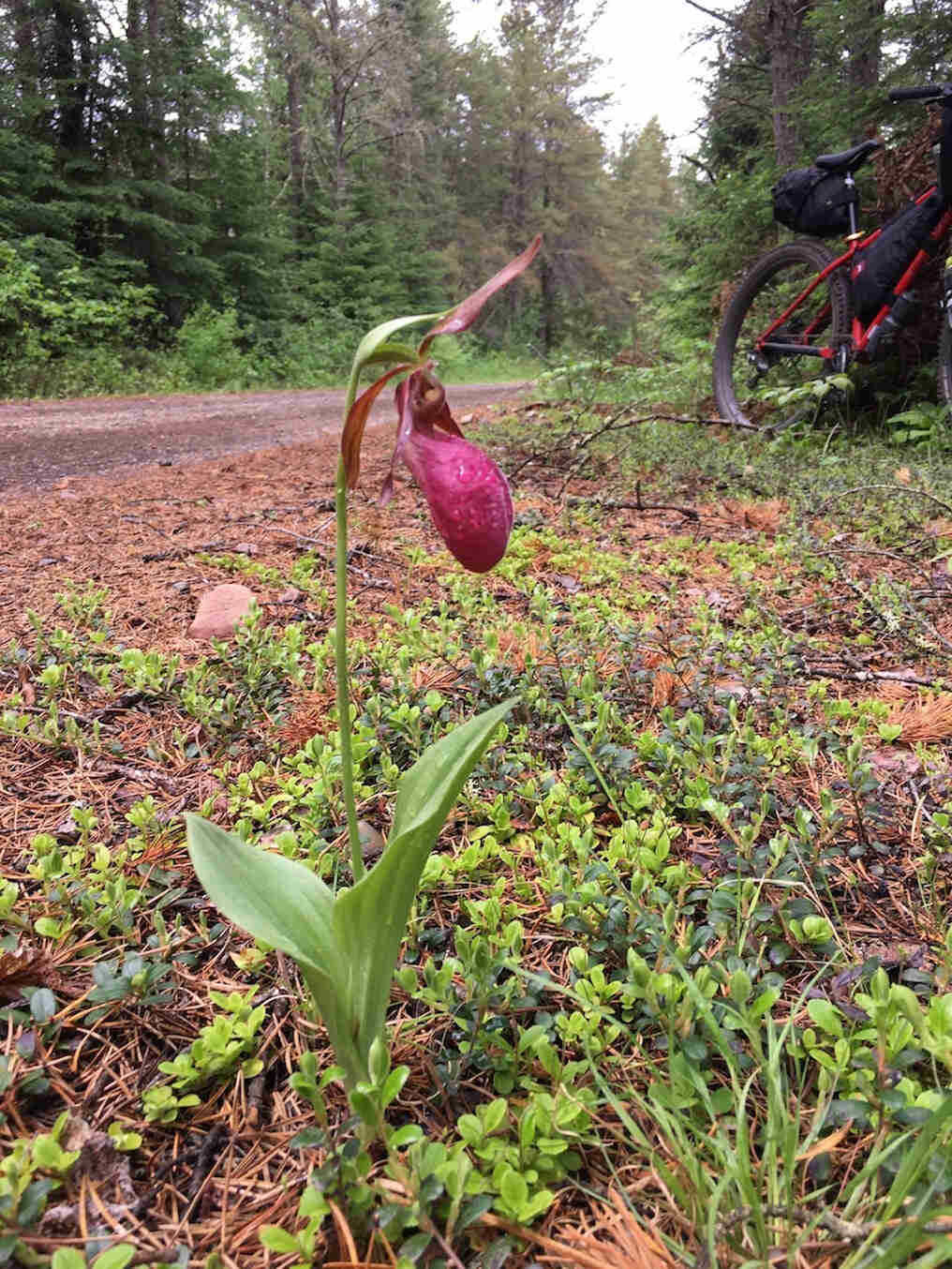 A wild orchid on the side of a gravel road, with a red Surly bike and Pine trees in the background 