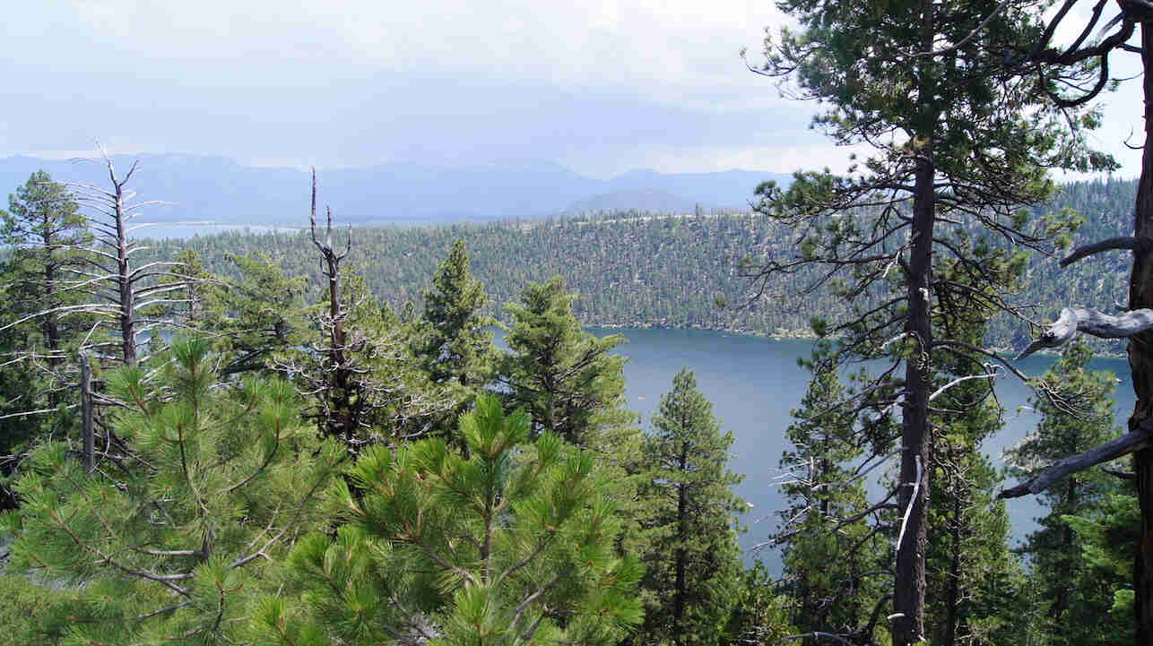 View looking over the top of pine trees, with a lake surrounded by trees down below