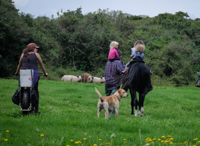 A rear view of a cyclist riding a Surly Big Fat Dummy bike, in a field, next to children on a horse, an adult and a dog