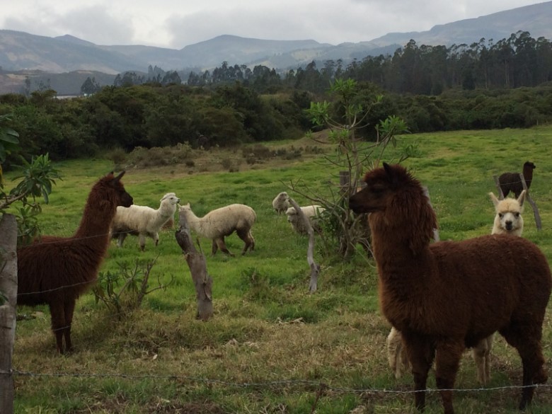 A field with Alpacas in a pasture, with mountains in the background