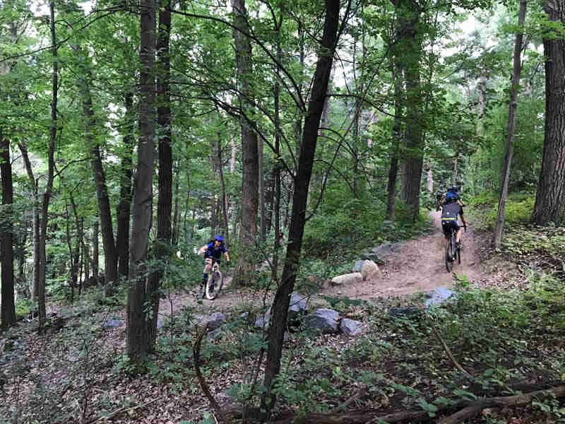 Cyclists riding up a hill around a curve on a dirt trail in the woods with green leaves