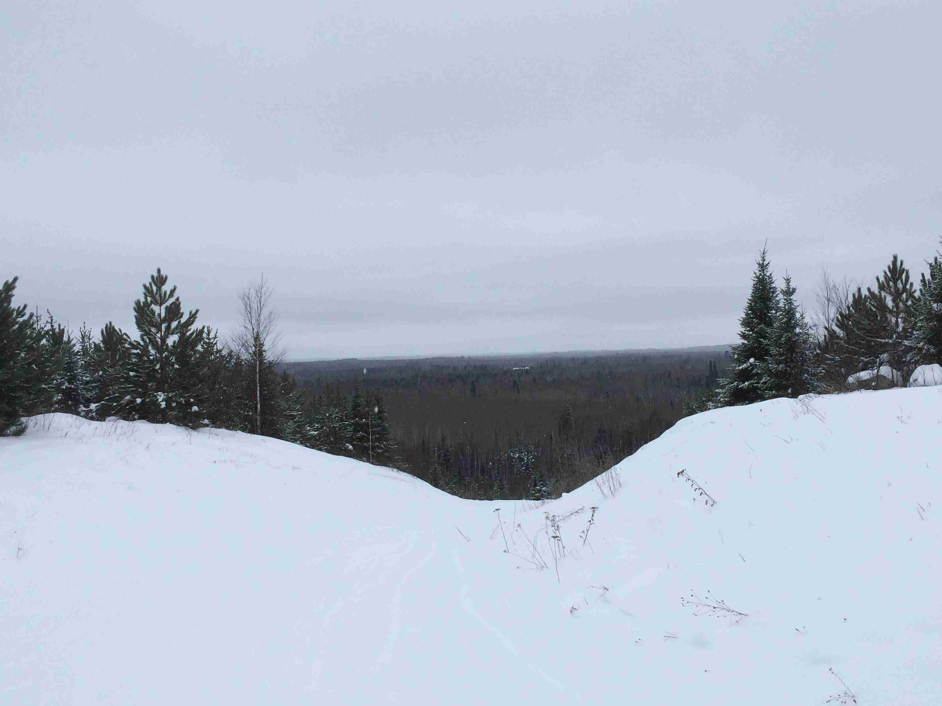 A view from the top of a snow covered hill overlooking a pine forest