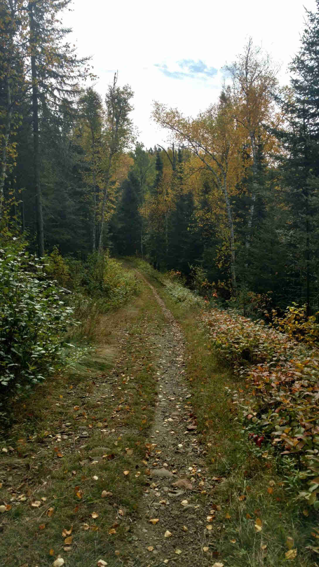 View of narrow grass trail leading into the trees