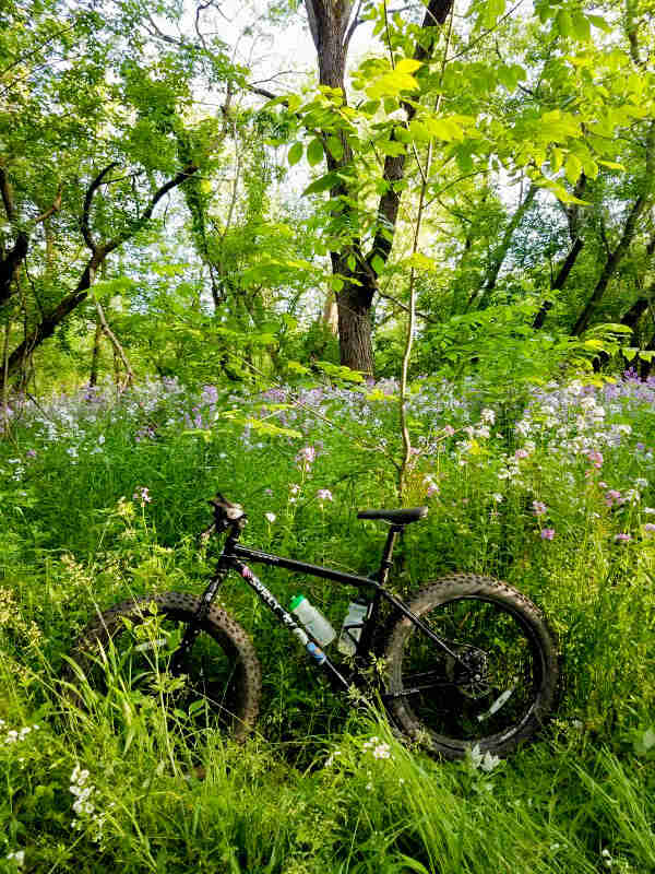 Left side view of a Surly Ice Cream Truck fat bike, black, parked in tall weeds in a forest