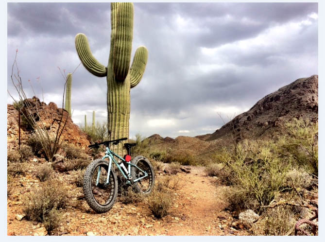 Front view of a Surly Wednesday MY17 fat bike, parked rocks in front of large cactus, next to a trail in a brushy desert