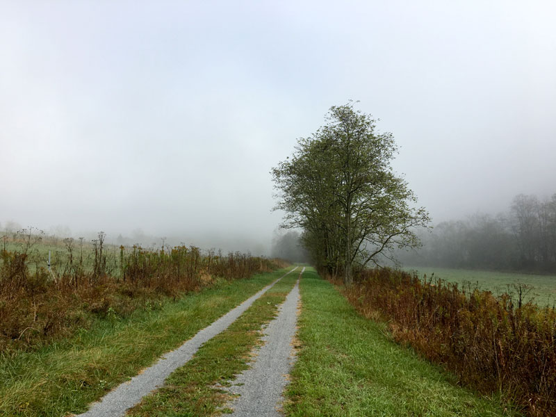Farm field road heading into the trees on a foggy day
